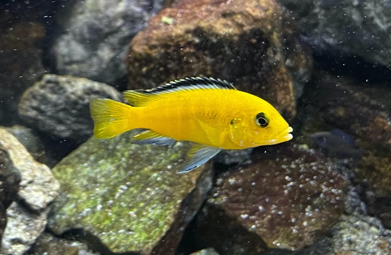 Labidochromis caeruleus 'Mbowe Island'